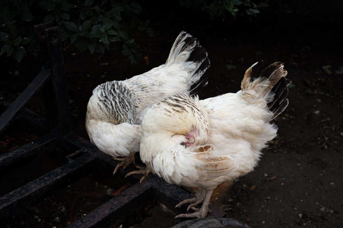 How to Get Rid of Lice on Chickens Grit